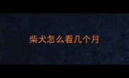 柴犬怎么看几个月