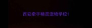 西安牵手精灵宠物学校