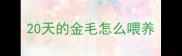 20天的金毛怎么喂养