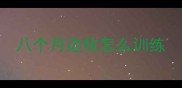 八个月边牧怎么训练
