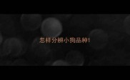 怎样分辨小狗品种