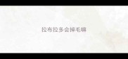 拉布拉多会掉毛嘛
