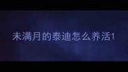 未满月的泰迪怎么养活