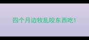 四个月边牧乱咬东西吃