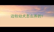 边牧幼犬怎么养的