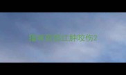 猫咪颈部红肿咬伤