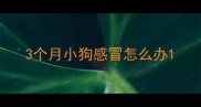 3个月小狗感冒怎么办