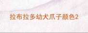 拉布拉多幼犬爪子颜色