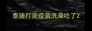 泰迪打完疫苗洗澡吐了