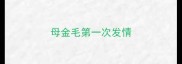 母金毛第一次发情