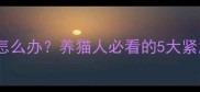 猫咪食欲不振怎么办养猫人必看的5大紧急应对指南