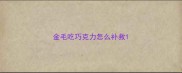 金毛吃巧克力怎么补救