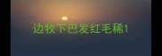 边牧下巴发红毛稀