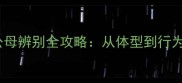 边境牧羊犬公母辨别全攻略从体型到行为特征的科学