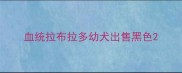 血统拉布拉多幼犬出售黑色
