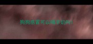 狗狗感冒可以喝羊奶吗