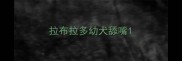 拉布拉多幼犬舔嘴