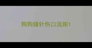 狗狗缝针伤口流脓