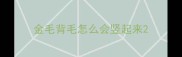 金毛背毛怎么会竖起来