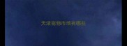 天津宠物市场有哪些