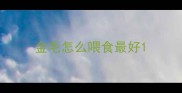 金毛怎么喂食最好