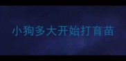 小狗多大开始打育苗