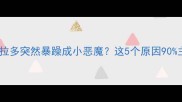 救命我家拉布拉多突然暴躁成小恶魔这5个原因90主人都踩坑了