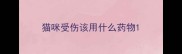 猫咪受伤该用什么药物