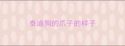 泰迪狗的爪子的样子