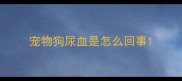 宠物狗尿血是怎么回事