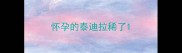 怀孕的泰迪拉稀了