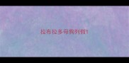 拉布拉多母狗列假