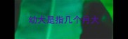 幼犬是指几个月大