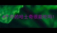 4个月的哈士奇很能吃吗