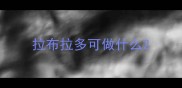 拉布拉多可做什么