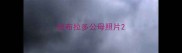 拉布拉多公母照片