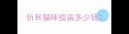 折耳猫咪疫苗多少钱
