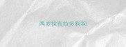 两岁拉布拉多狗狗