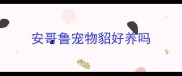 安哥鲁宠物貂好养吗
