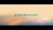 金毛换毛期吃自己的毛
