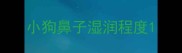小狗鼻子湿润程度
