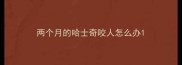 两个月的哈士奇咬人怎么办