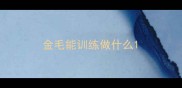 金毛能训练做什么
