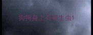 狗狗身上有寄生虫