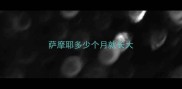 萨摩耶多少个月就长大