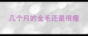 几个月的金毛还是很瘦