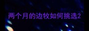 两个月的边牧如何挑选
