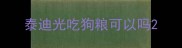 泰迪光吃狗粮可以吗