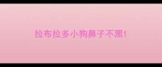 拉布拉多小狗鼻子不黑