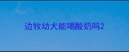 边牧幼犬能喝酸奶吗